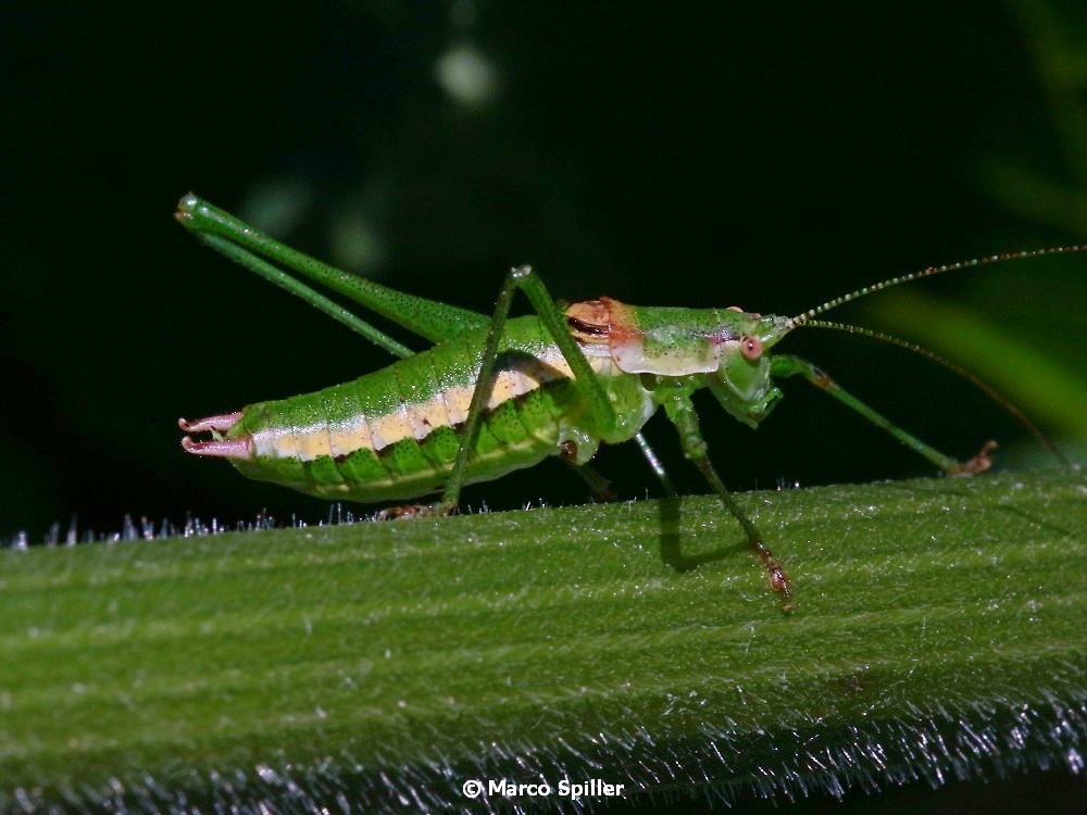 Leptophyes boscii